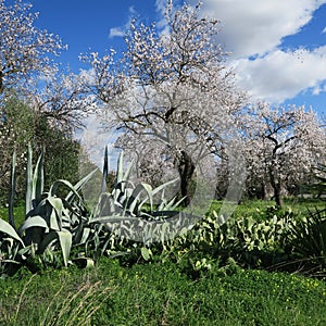 spring, bright blue sky, almond trees in february in europe, portugal