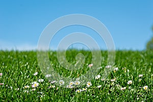 Spring bright landscape with beautiful wild flowers camomiles in green grass with a blue sky background