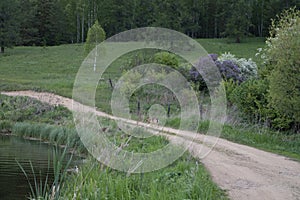 Spring, bright landscape. The dirt road goes around the picturesque lake and goes into the green forest. Sunny and blue