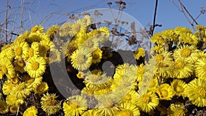 Spring and a bright yellow mother and stepmother