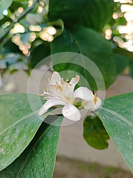 Detail of the buds of the lemon flower called zagara photo