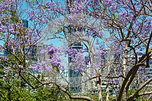 Spring in Brisbane, city buildings framed by jacaranda