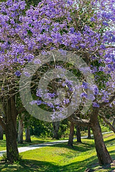 Spring in Brisbane, parks full of blooming jacaranda trees