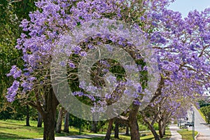 Spring in Brisbane, parks and street full of blooming jacaranda trees