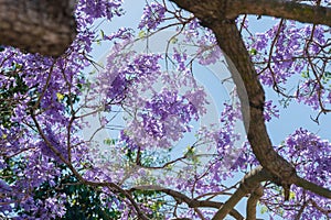 Spring in Brisbane, parks and street full of blooming jacaranda trees