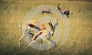 Spring buck mother with her young in a grass area. Kruger National Park, South Africa