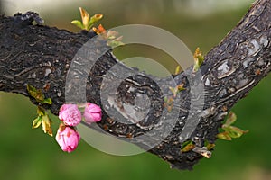 Spring bud