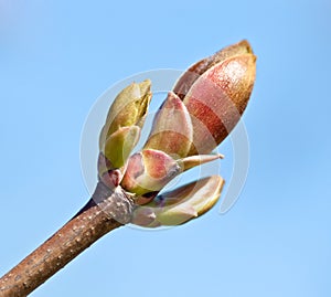 Spring Bud
