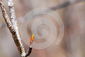AN early Spring Bud just emerging