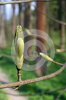 Spring bud