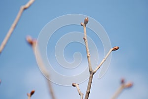Spring bud against blue sky