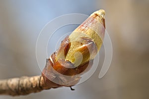 Spring bud on the branch