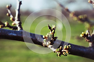 Spring bud on the branch