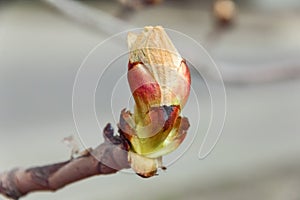 Spring bud chestnut branch day