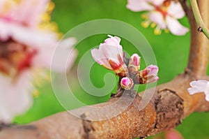 Primavera brote flor sobre el un árbol 