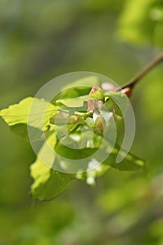 Spring bud of lime tree