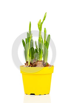 Spring bud narcissus flowers