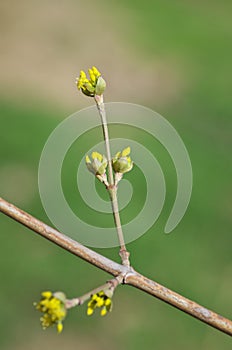 Spring bud on a tree branch