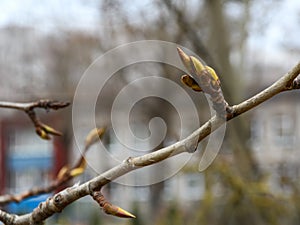 Spring bud on a tree branch in an urban environment