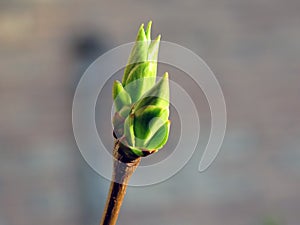Spring bud