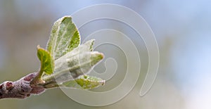 Spring Bud Unfurling on Branch