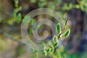 spring budding trees In sunny day