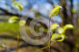 spring budding trees In sunny day
