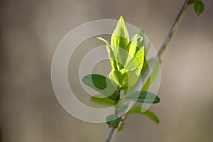 Spring buds