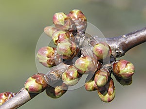 Spring buds photo