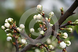 Spring buds photo