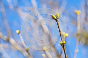 Spring buds on a background of the sky