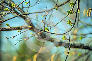 In spring, buds bloom on the trees. macro. soft bokeh background. Flowering branch photo