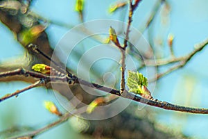 In spring, buds bloom on the trees. macro. soft bokeh background. Flowering branch photo