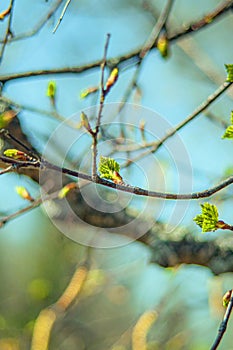 In spring, buds bloom on the trees. macro. soft bokeh background. Flowering branch photo