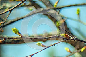 In spring, buds bloom on the trees. macro. soft bokeh background. Flowering branch photo