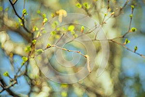In spring, buds bloom on the trees. macro. soft bokeh background. Flowering branch photo