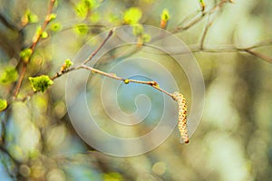 In spring, buds bloom on the trees. macro. soft bokeh background. Flowering branch photo