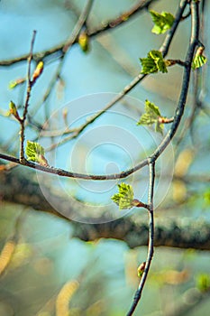 In spring, buds bloom on the trees. macro. soft bokeh background. Flowering branch photo