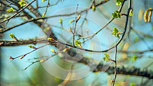 In spring, buds bloom on the trees. macro. soft bokeh background. Flowering branch photo