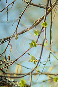 In spring, buds bloom on the trees. macro. soft bokeh background. Flowering branch photo