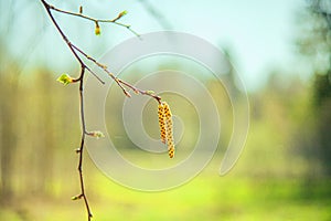 In spring, buds bloom on the trees. macro. soft bokeh background. Flowering branch photo