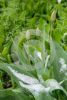 Spring buds and flowers covered in snow