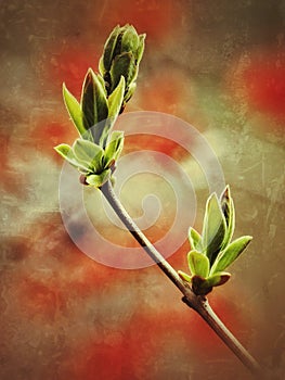 Spring buds