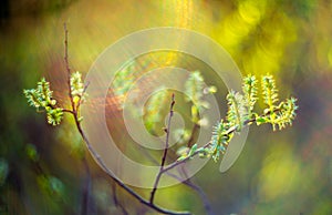 Spring buds and lens flare