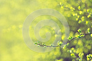 Spring buds, shallow depth of field