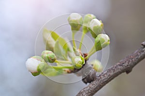 Primavera brotes sobre el un árbol 