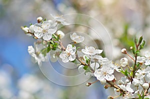 Primavera brotes sobre el un árbol 