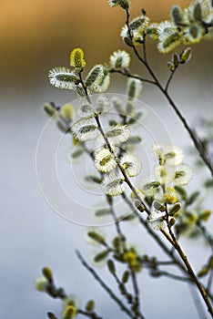 Spring buds on trees. Spring buds on trees