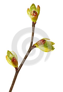 Spring buds on twig
