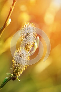 Spring buds of willow catkins